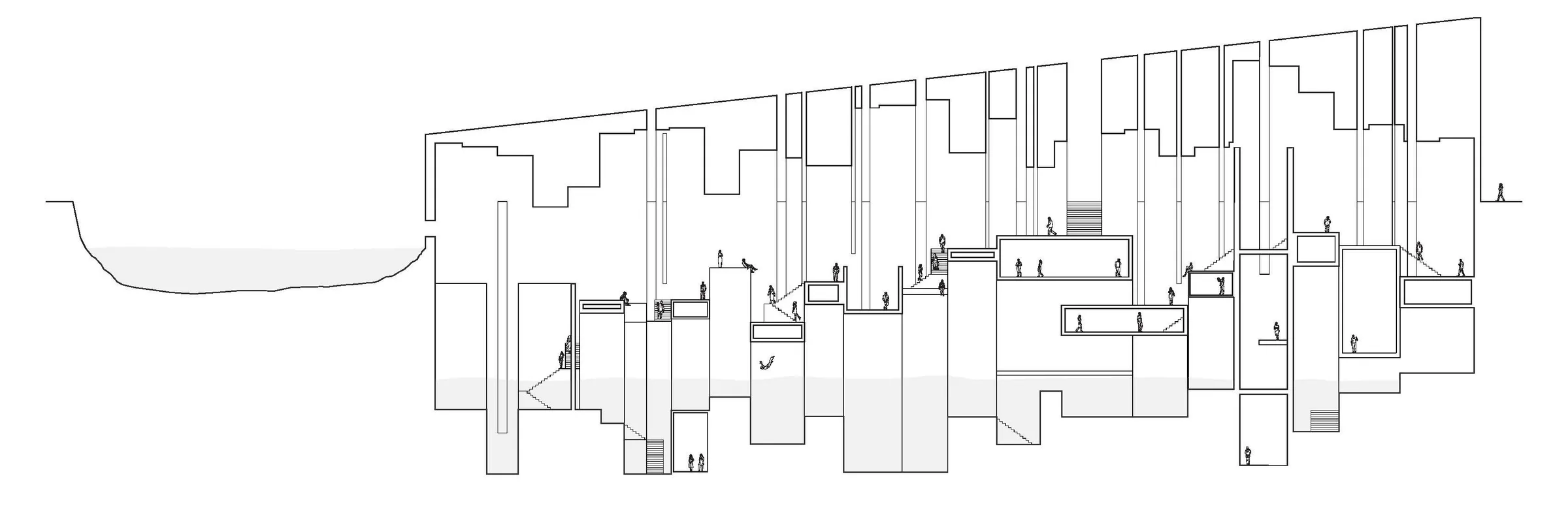 Sentium longitudinal section drawing